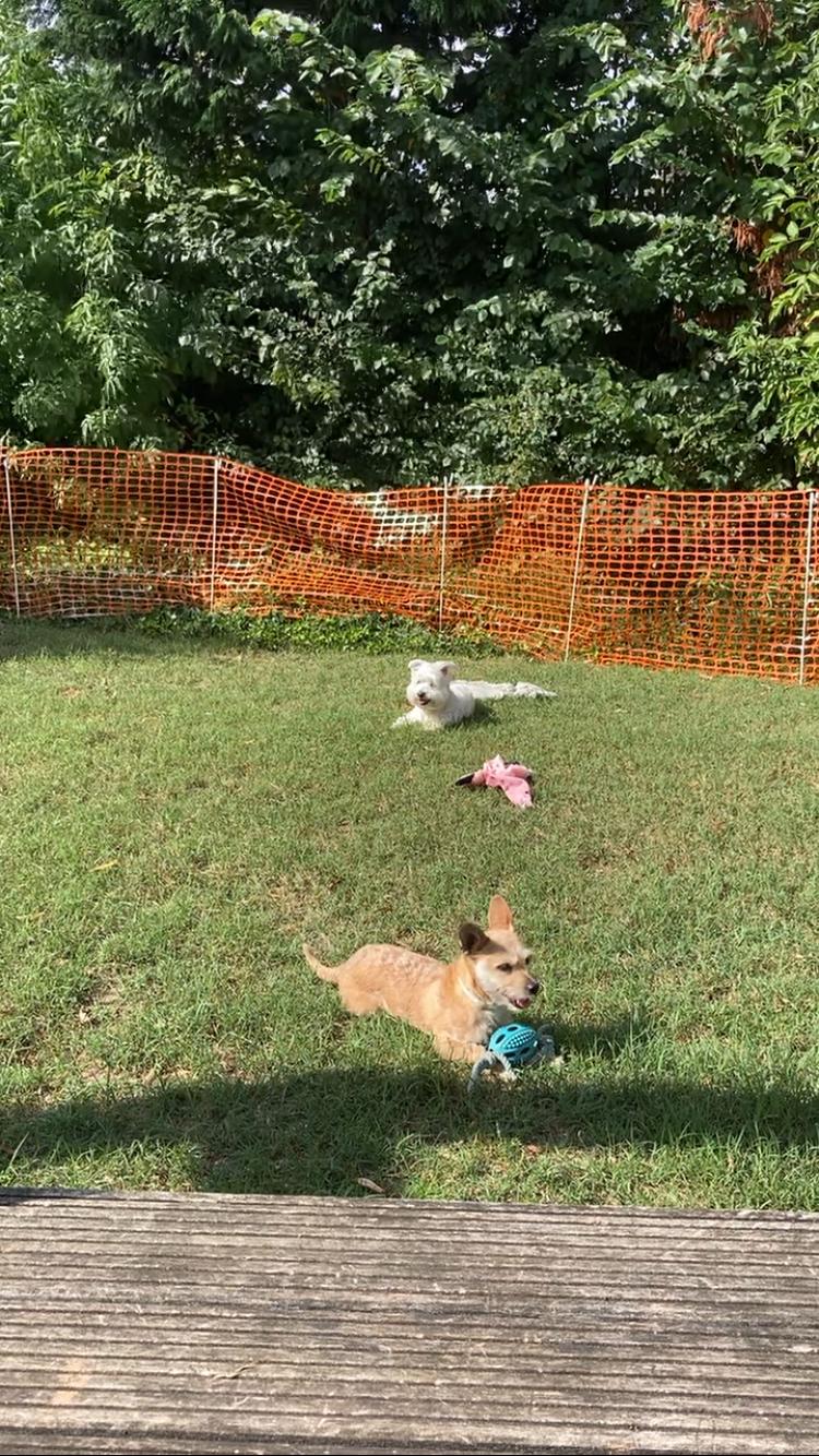 Grondpennen gebruik: Grondpennen